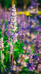 Blue Salvia Bloom beautifully, receive sunlight