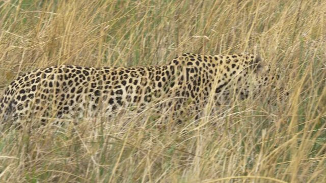Big cat, leopard stalking in high grass, going to hunt and kill a prey