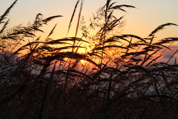 sunset through grass