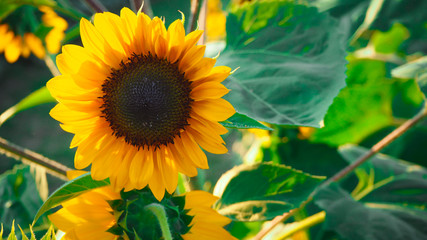 Obraz premium Sunflower blooming beautifully, accepting sunlight