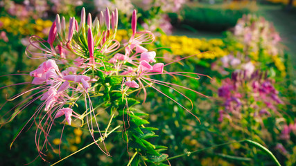 spiderflower blooming beautifully, accepting sunlight