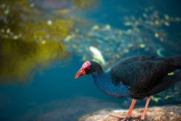 Purple Swamphen waterbird outdoors in the afternoon.