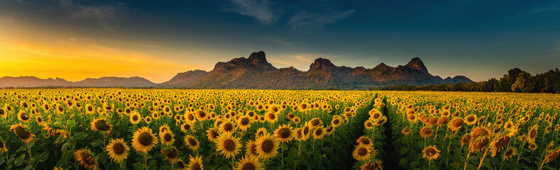 Panorama landscape of sunflowers blooming in the field., Beautiful scene of agriculture farming on mountain range background at sunset., Plantation of crop organic farm and countryside traveling. - obrazy, fototapety, plakaty