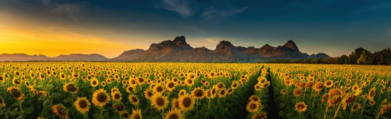 Foto op Plexiglas Panoramalandschap van zonnebloemen die in het veld bloeien., Mooie scène van landbouwlandbouw op de achtergrond van de bergketen bij zonsondergang., Plantage van biologische gewassen en plattelandsreizen. © Maha Heang 245789