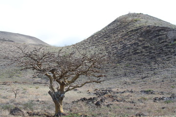 tree in desert