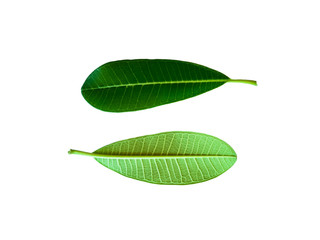 The leaves of the frangipani tree, which are two cotyledon family plants on a white background