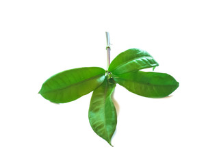 The leaves of the tree, which are two cotyledon family plants on a white background