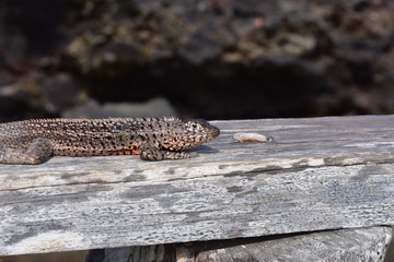 Lizard sunning an the fence 