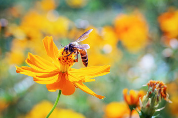 Close up bee looking for honey on pollen, orange cosmos flowers
