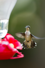 A Hummingbird at a feeder