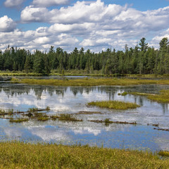 Marsh under cloud filled summer sky in Algonquin Park