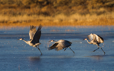Three Sandhill Cranes begin a running takeoff from an ice covered waterway on a cold winter morning...