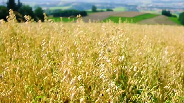 Oat field in sunset. Harvest and harvesting concept. Field of golden oats close up swaying. Organic food, nature.