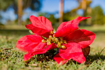 Obraz premium Close up shot of fake poinsettia