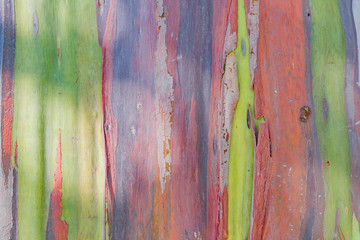 Beautiful trunk of rainbow gum