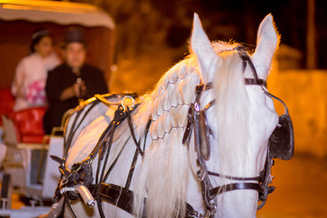 CAVALO 