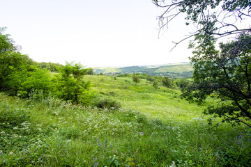 Forest and nature vegetation landscape.