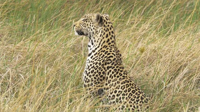 Beautiful leopard sitting and looking around alert on the savanna