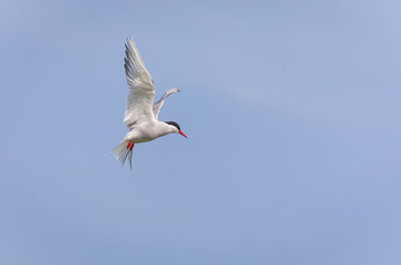 Fototapeta na wymiar Arctic Tern in breeding colors in flight against blue sky