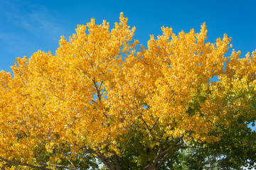 Fototapeta premium Golden Leaves