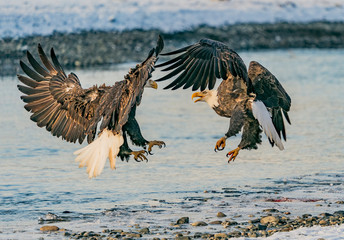 Stand-Off  - Two bald eagles have a mid-air confrontation over a salmon dinner. Chilkat River Bald Eagle Preserve, Haines, Alaska.