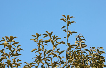 겨울 광나무 잎