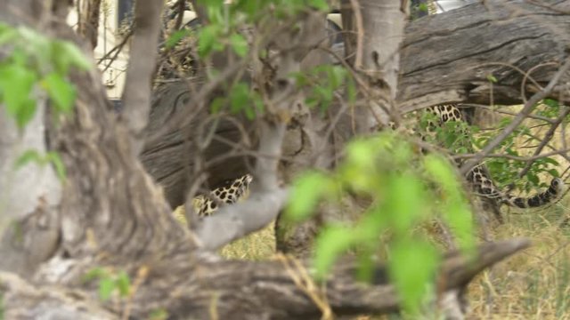 Leopard stalking on the savanna between tree chunks and high grass