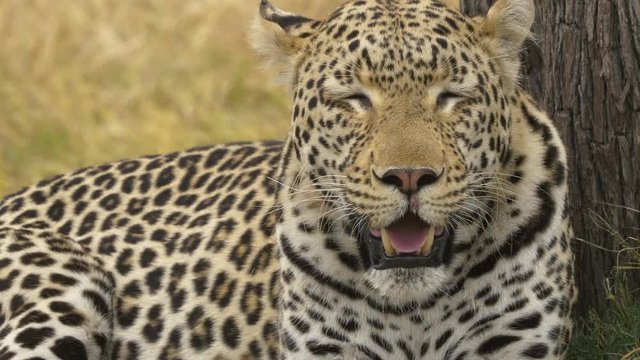 Close shot of a panting leopard first with closed eyes