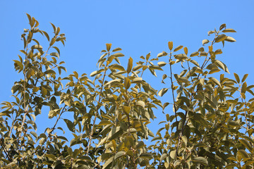 겨울 광나무 잎