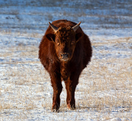 Bull stands and looks straight into the camera