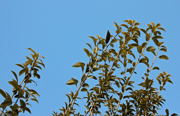 겨울 광나무 잎