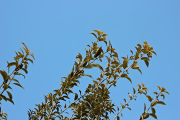 겨울 광나무 잎