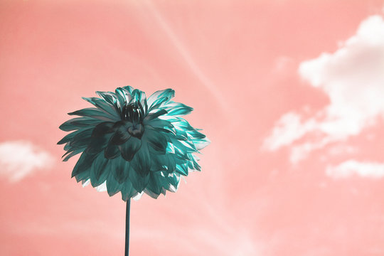 Green Flower On A Pink Sky Background