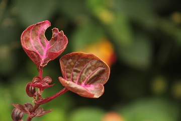Macro close up photography of a bright pink flower in natural light
