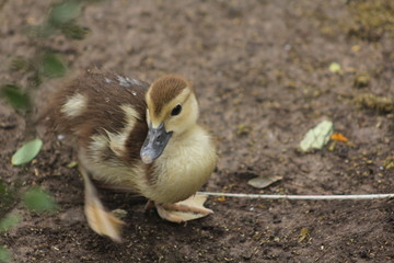 Duck close up photography 