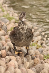 One duck walking close up photography
