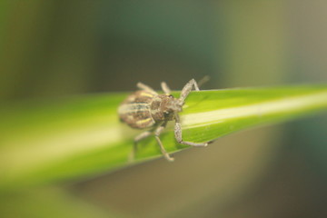 Insect macro on leaf