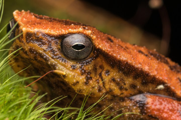 Beautiful Kinabalu Sticky Frog of Sabah, Borneo Island