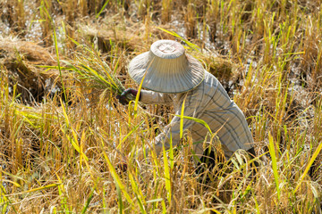 farmer using sickle to harvesting rice