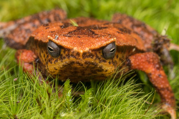Beautiful Kinabalu Sticky Frog of Sabah, Borneo Island