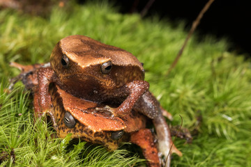 Beautiful Kinabalu Sticky Frog of Sabah, Borneo Island