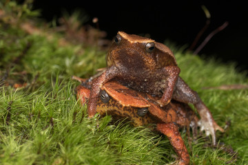 Beautiful Kinabalu Sticky Frog of Sabah, Borneo Island