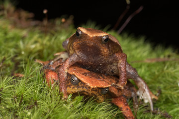 Beautiful Kinabalu Sticky Frog of Sabah, Borneo Island