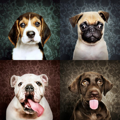 Set of portraits of adorable puppies