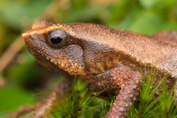 Beautiful Kinabalu Sticky Frog of Sabah, Borneo Island