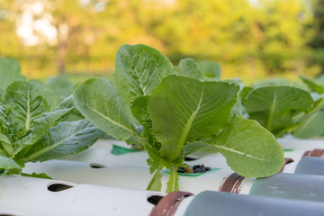 Cos Romaine Lettuce hydroponic