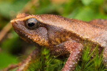 Beautiful Kinabalu Sticky Frog of Sabah, Borneo Island