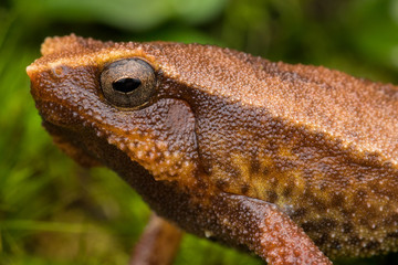 Beautiful Kinabalu Sticky Frog of Sabah, Borneo Island