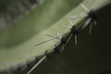 Perspectiva Espinosa