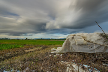 Paddy rice field with storm clouds and Doi Nang Non Mountains background in Chiangrai Thailand